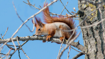 squirrel on a tree