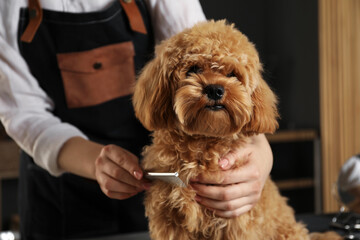 Groomer combing cute dog's hair in salon, closeup