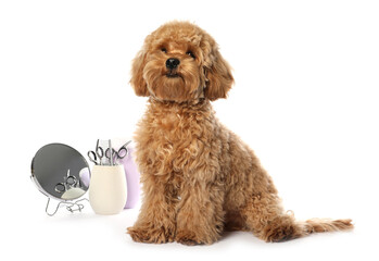 Cute fluffy dog, grooming tools and cosmetic product on white background