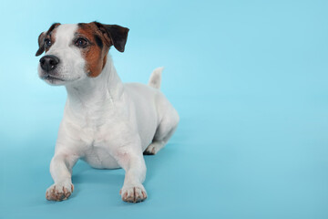 Cute Jack Russell Terrier dog lying on light blue background. Space for text