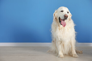 Cute Golden Retriever dog on floor near blue wall indoors, space for text