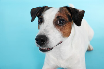 Cute Jack Russell Terrier dog on light blue background