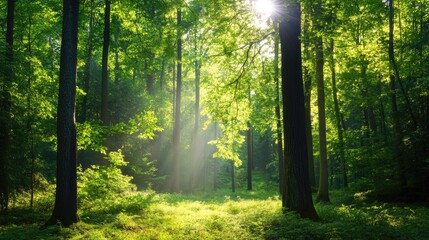 Obraz premium Serene Sunlight Filtering Through Lush Green Forest Canopy