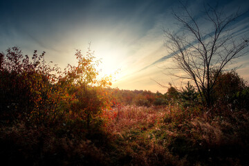 Autumn forest nature. Vivid morning in colorful forest with sun rays through branches of trees. Scenery of nature with sunlight