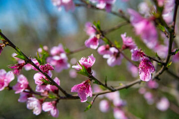 Fototapeta premium pink cherry blossom