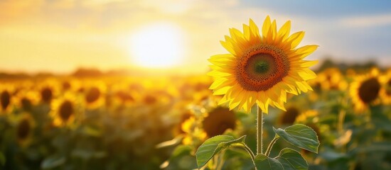 Obraz premium Vibrant sunflower blooms in a golden field during sunset, showcasing nature's beauty and tranquility