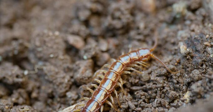Scolopendra long insect crawls on the ground macro video
