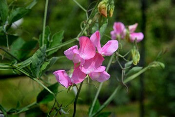 Sweet pea flowers blossom in the garden