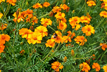 Orange Azteca mexican twist tagetes erecta flowers