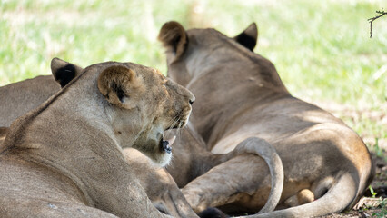 Majestic Lions are Resting Peacefully Under the Cool Shade of Trees Offering Shelter Tarangire...