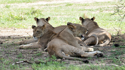 A Majestic Pride of Lions Comfortably Relaxing Together in the Cool Shade of Trees Tarangire...