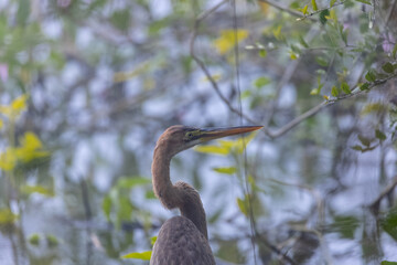 Purple heron (Ardea purpurea) in wetland for food.