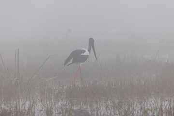 Black-necked stork (Ephippiorhynchus asiaticus) bird standing in water body in the forest during foggy morning.