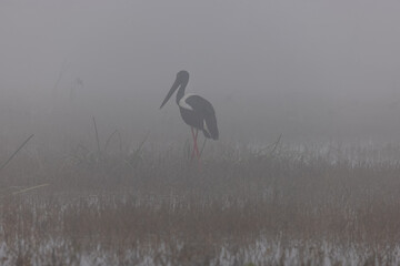 Black-necked stork (Ephippiorhynchus asiaticus) bird standing in water body in the forest during foggy morning.
