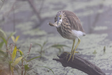 Pond Heron (Ardeola) bird fishing near water body at forest.	