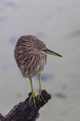 Pond Heron (Ardeola) bird fishing near water body at forest.	