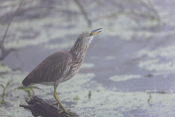 Pond Heron (Ardeola) bird fishing near water body at forest.	