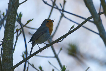 European robin (Erithacus rubecula) sitting on a tree branch in Zurich, Switzerland