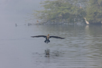 Oriental Darter or Indian snake bird (Anhinga melanogaster) in flight over the river.