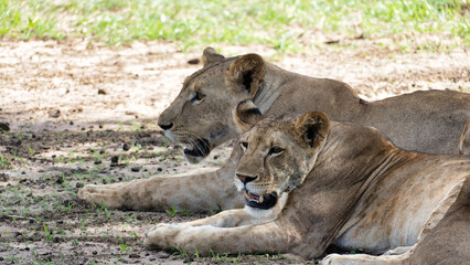 Two majestic lions rest peacefully in the wilderness, creating a serene moment in nature Tarangire National Park Tanzania Africa