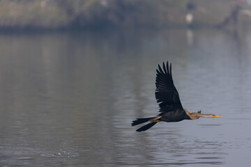 	
Oriental darter (Anhinga melanogaster) or snake bird fishing in river during winter foggy morning.
