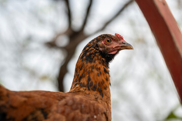 Chickens In The Garden Of The Village House