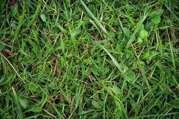 Close Up Lush Green Grass Texture Background