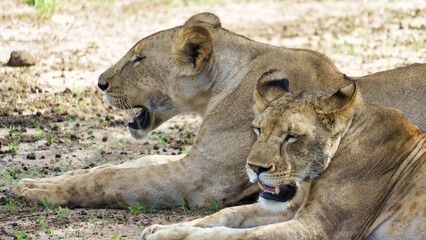 Two majestic lions are seen relaxing peacefully in the serene African Savanna landscape Tarangire National Park Tanzania Africa