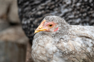 Chickens In The Garden Of The Village House