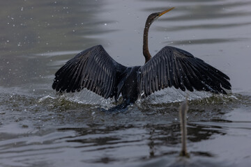 	
Oriental darter (Anhinga melanogaster) or snake bird fishing in river during winter foggy...