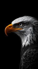 Obraz premium A Detailed Close Up Portrait Of A Majestic Eagle