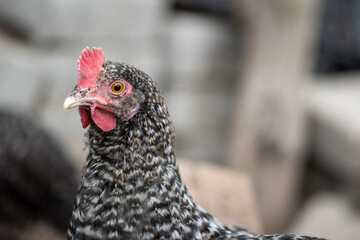 Chickens In The Garden Of The Village House