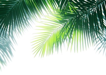 Fototapeta premium Palm Leaves Sunlight Shadows.