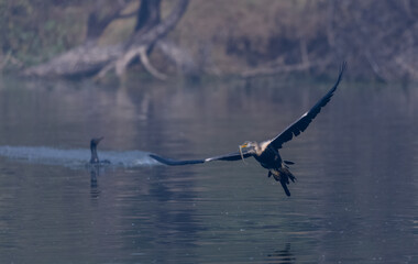 	
Oriental darter (Anhinga melanogaster) or snake bird fishing in river during winter foggy...