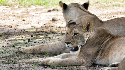 Lions are Resting Peacefully Together in Their Natural Habitat, in the Beautiful Wild Tarangire...