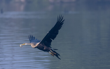 Oriental Darter or Indian snake bird (Anhinga melanogaster) in flight over the river.