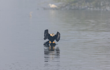 Oriental Darter or Indian snake bird (Anhinga melanogaster) in flight over the river.