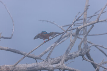 Common Kingfisher (Alcedo atthis) bird perched on tree branch near water body in winter foggy morning.