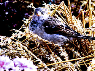 Sparrow on a Cold Morning