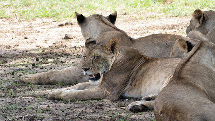 A Pride of Majestic Lions is Sprawled Out, Resting Peacefully in the Expansive Savanna of Africa