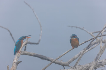 Common Kingfisher (Alcedo atthis) bird perched on tree branch near water body in winter foggy morning.