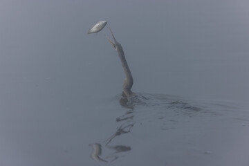 	
Oriental darter (Anhinga melanogaster) or snake bird fishing in river during winter foggy...