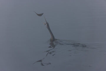 	
Oriental darter (Anhinga melanogaster) or snake bird fishing in river during winter foggy morning.
