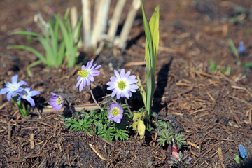 Macro image of purple and white Winter Windflower blooms, Derbyshire England

