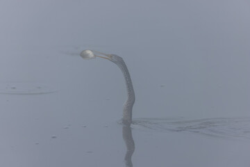 Oriental darter (Anhinga melanogaster) or snake bird fishing in river during winter foggy morning...