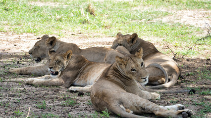 A Group of Lions Enjoying a Relaxing Day Soaking Up the Warm Sunshine in the Savanna Tarangire National Park Tanzania Africa 