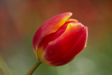 Vibrant colourful yellow red tulip flower bloom in the spring garden
