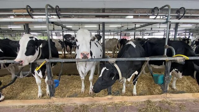 Dairy cows in a barn on a farm