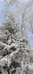 Winter landscape with snow-covered forest in the Altai mountains. Manzherok is a rural locality  in  Altai Republic.