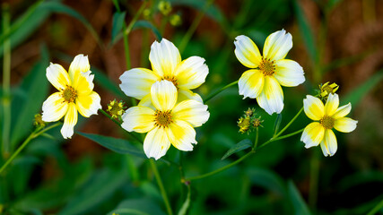 Close-up of Bidens aurea flowers in bloom in natural environment with blurred background